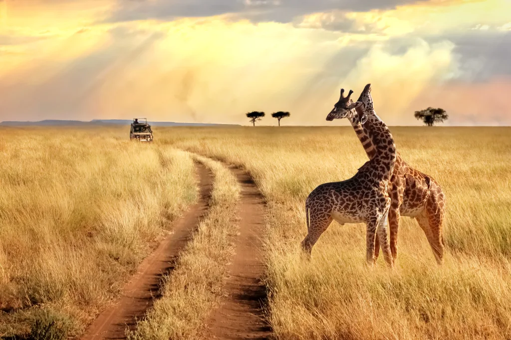 MIEUX VENDRE - Tanzanie