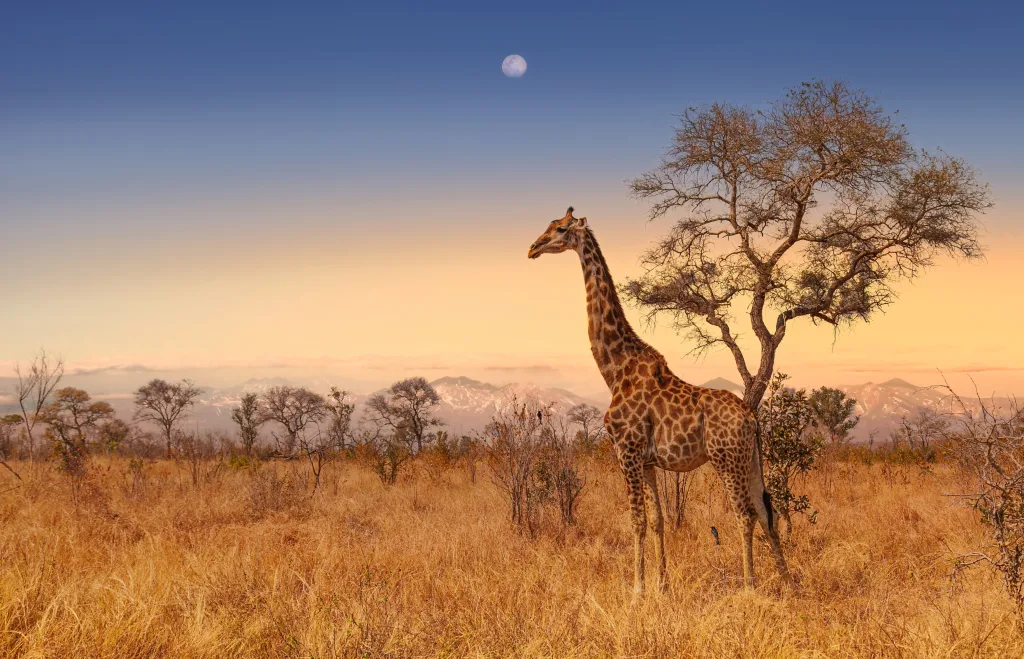 MIEUX VENDRE - Afrique du Sud