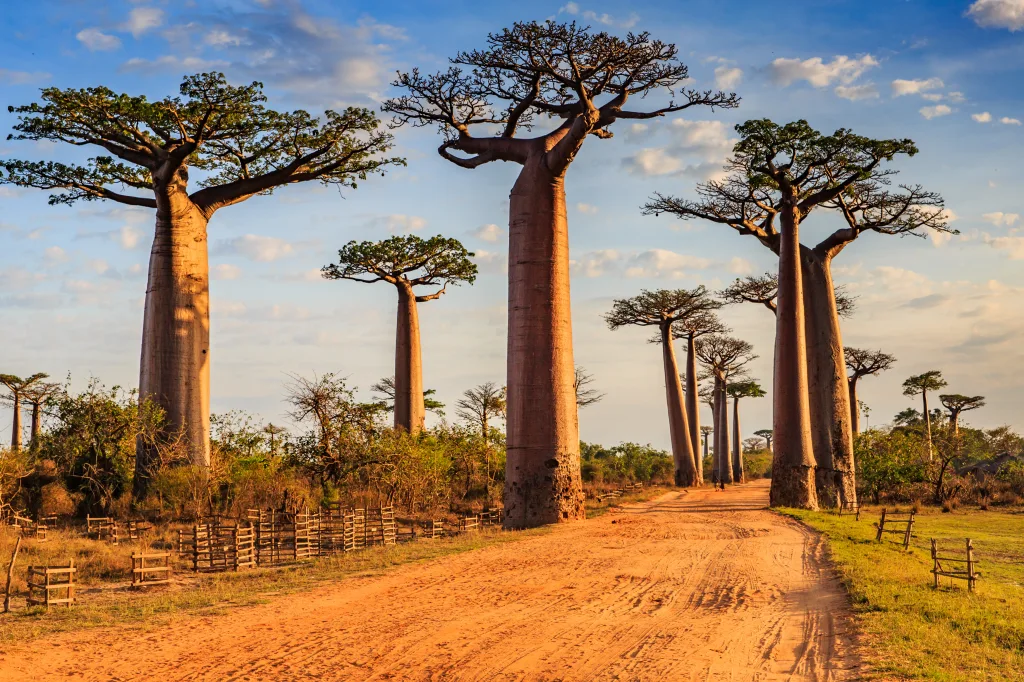 MIEUX VENDRE - Madagascar