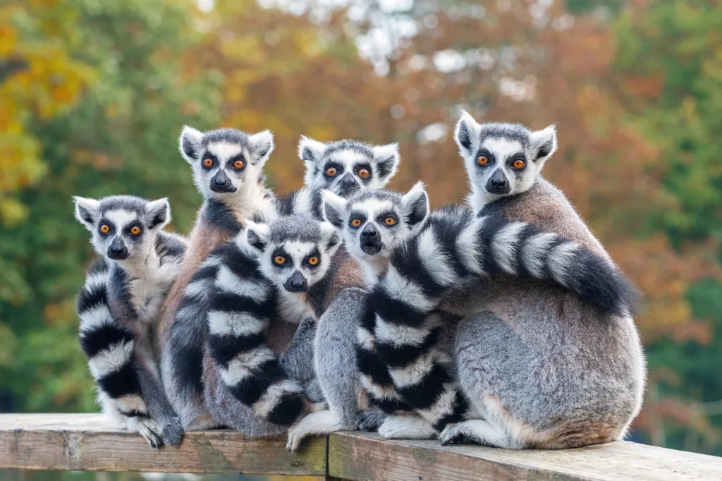 MIEUX VENDRE - Madagascar