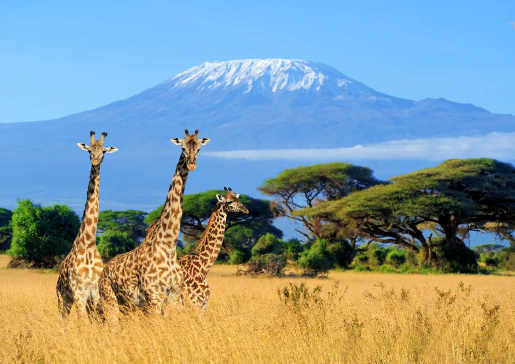 MIEUX VENDRE - Kenya