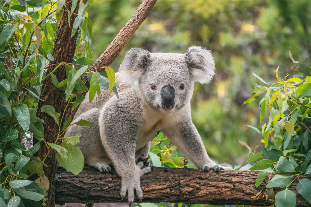 MIEUX VENDRE - Australie